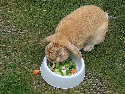 pet rabbits, container gardening