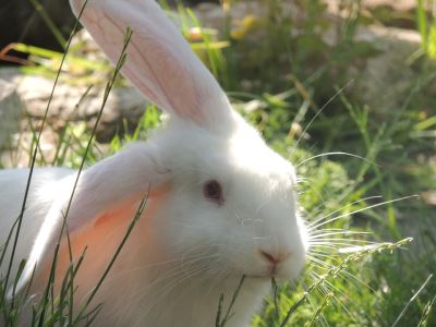 pet rabbits, container gardening