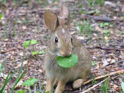 pet rabbits, container gardening