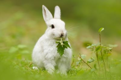 pet rabbits, container gardening