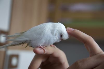 pet bird, pet birds