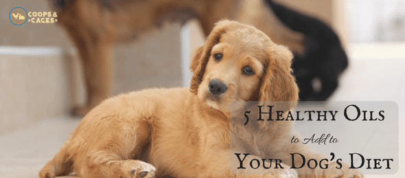 healthy oils for dogs
