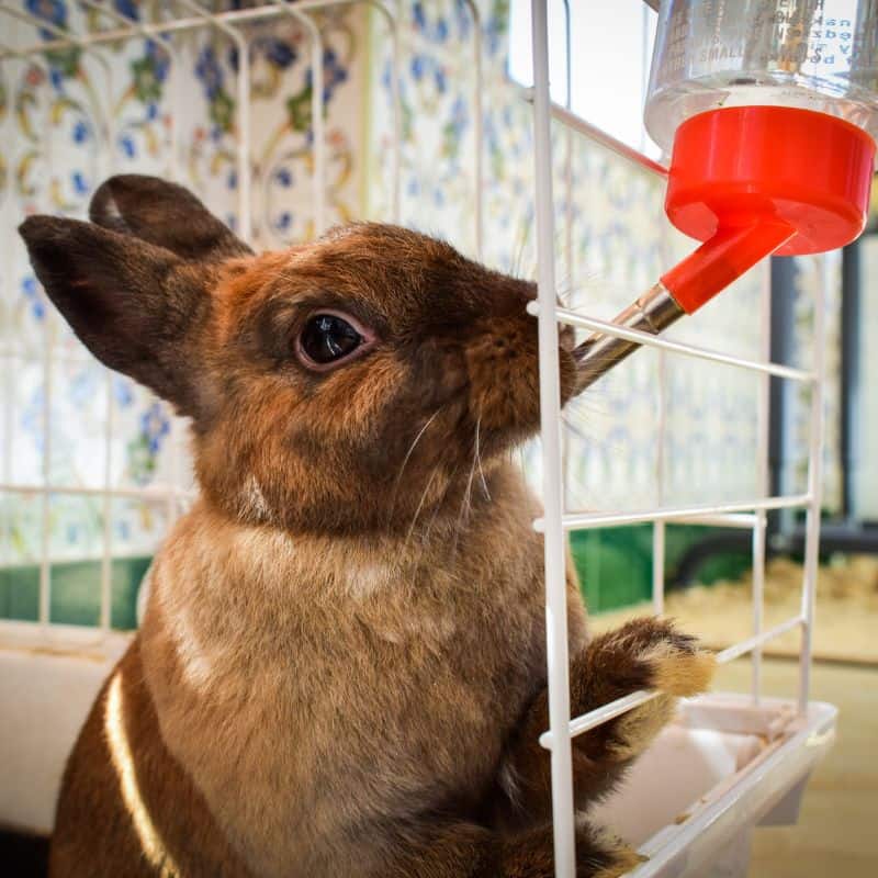 Rabbit drinking from drink bottle