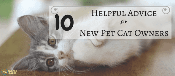 pet cat, cat care