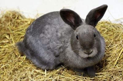 pet rabbits, rabbit care
