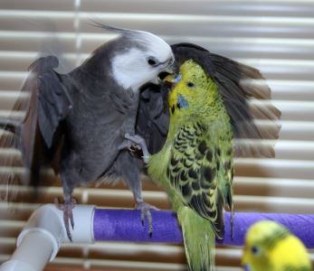 bird care, pet birds