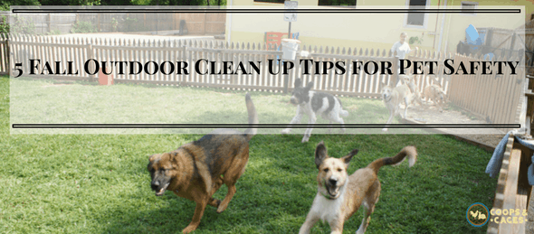 pet safety, clean up tips