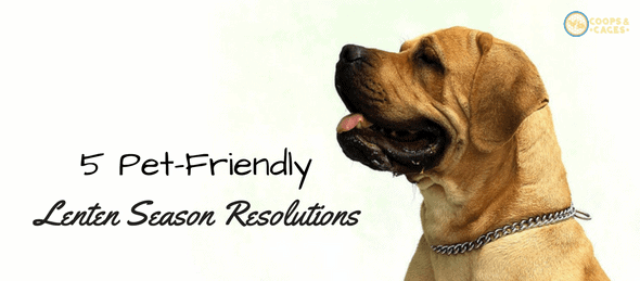 pet care, pet-friendly resolutions, Lenten season