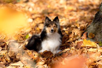 pet dogs, pet care, autumn tips