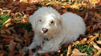 pet dogs, pet care, autumn tips