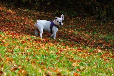 pet dogs, pet care, autumn tips