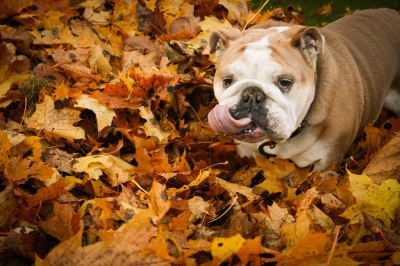 pet dogs, pet care, autumn tips