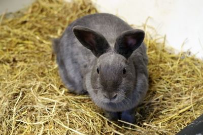 rabbit toys, pet rabbits