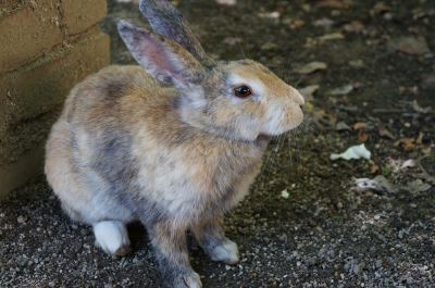 rabbit toys, pet rabbits