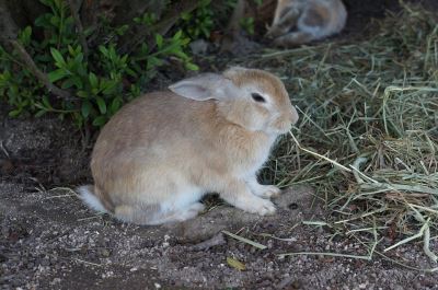 rabbit toys, pet rabbits