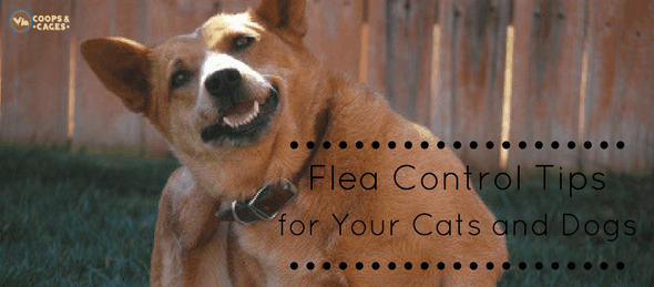 flea control tips, pet care
