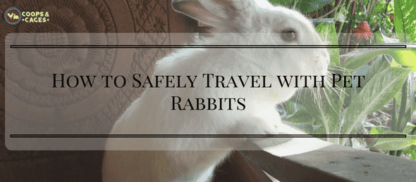 pet rabbits, pets, traveling with pets