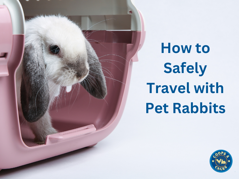 How to Safely Travel with Pet Rabbits
