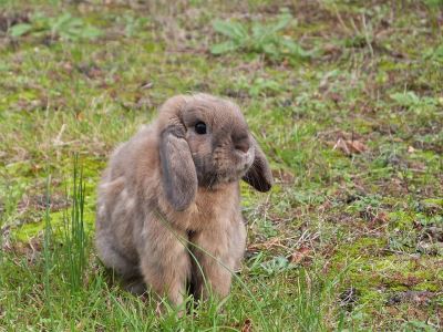 pet rabbits, pets, traveling with pets