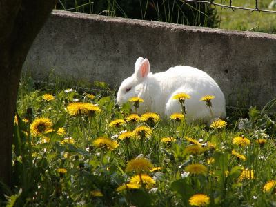 pet rabbits, pets, traveling with pets