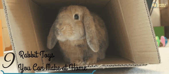 rabbit toys, pet rabbits