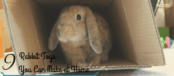 pets at home rabbit toys