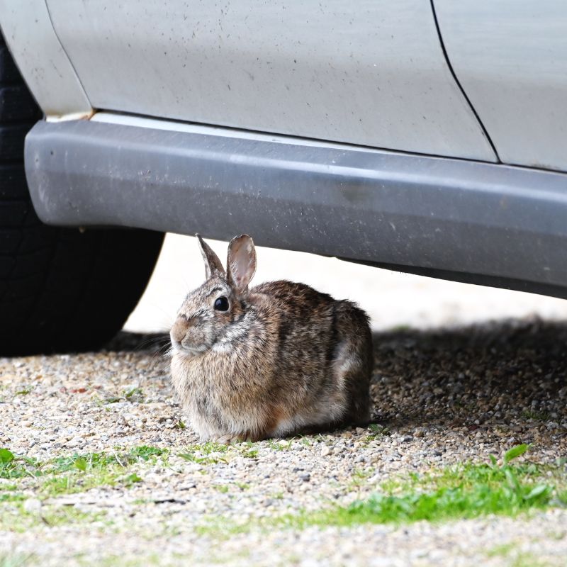 Safely Travel with Pet Rabbits
