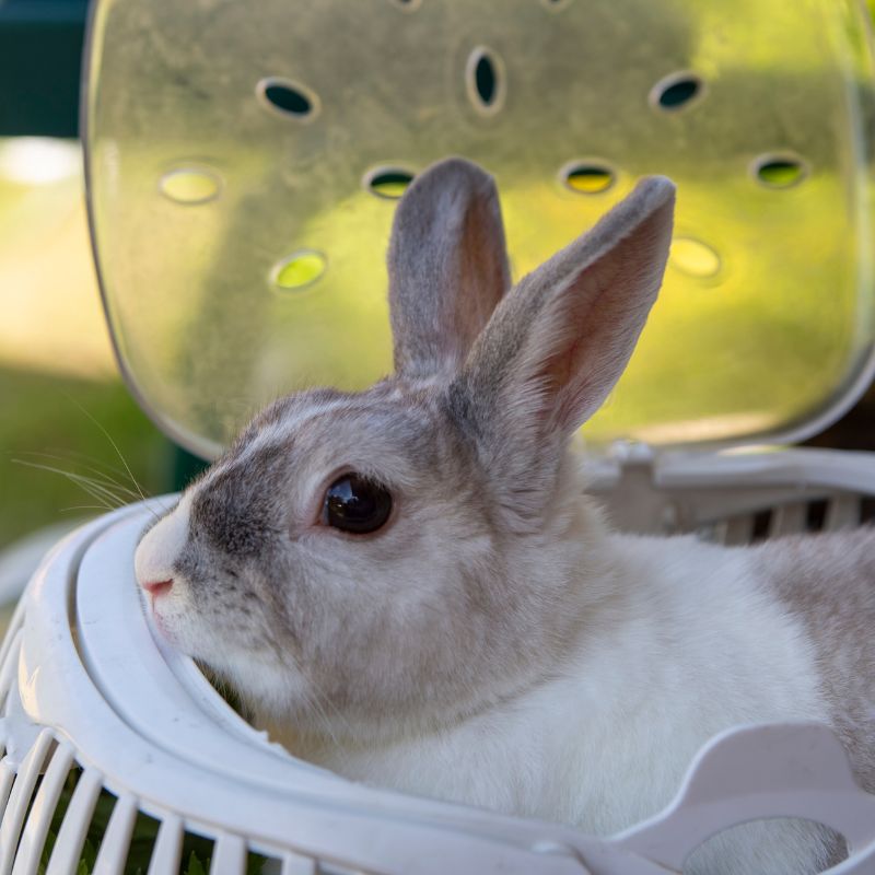 Travel with Pet Rabbits