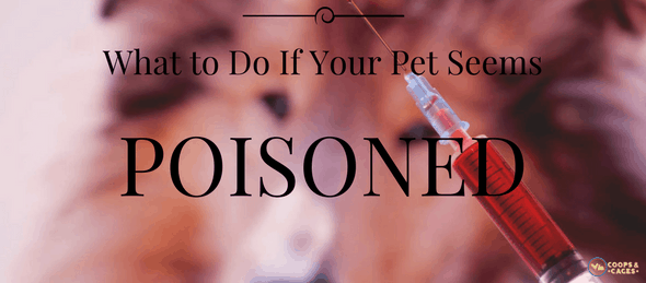 pet poisoning, cats, dogs