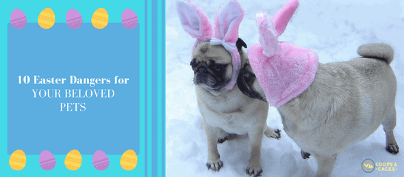 Easter Dangers, pets, pet care, cats, dogs
