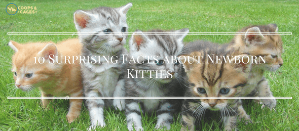 cat facts, kitten facts