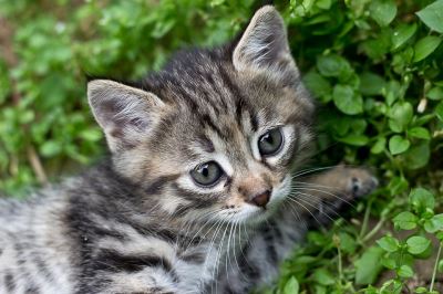 cat facts, kitten facts