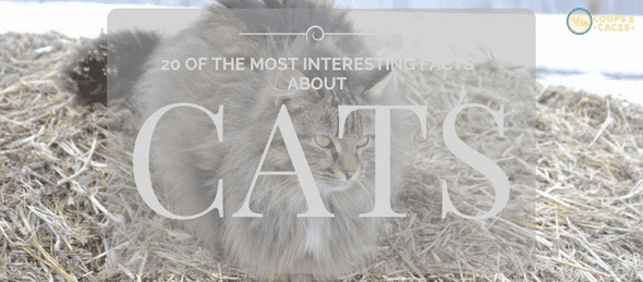 cats, pet cats, cat care