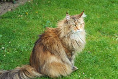 cats, pet cats, cat care