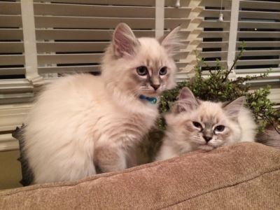cats, pet cats, cat care