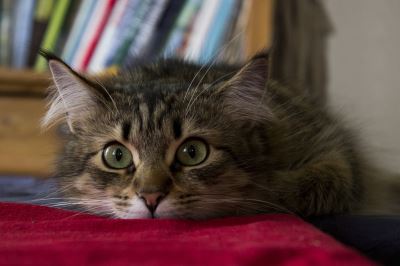 cats, pet cats, cat care