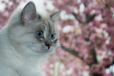 cats, pet cats, cat care