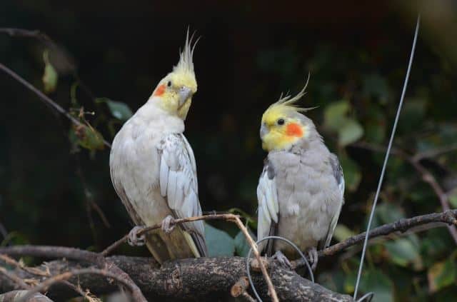 bird species, bird care