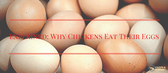 chicken care, chicken eggs