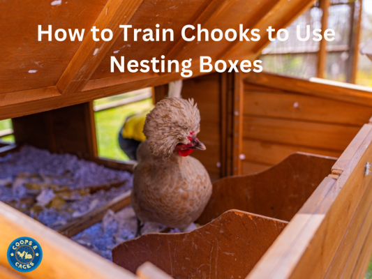 How to Train Chooks to Use Nesting Boxes V2