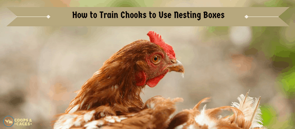 chickens, chicken coops, nesting boxes