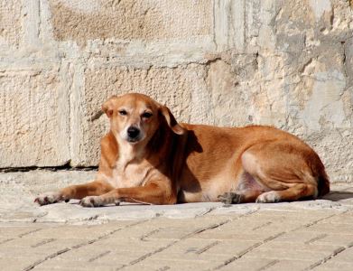 avoid heatstroke, pet dogs, pet care