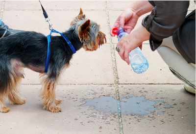 avoid heatstroke, pet dogs, pet care
