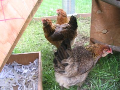 chickens, chicken coops, nesting boxes
