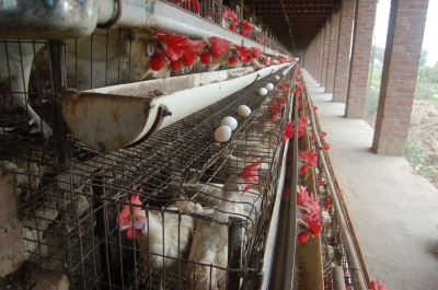 poultry farming, chicken care, chicken coop