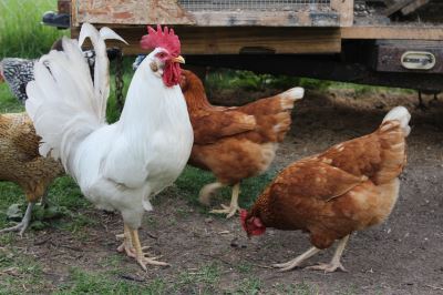 poultry farming, chicken care, chicken coop