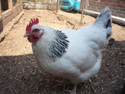 poultry farming, chicken care, chicken coop