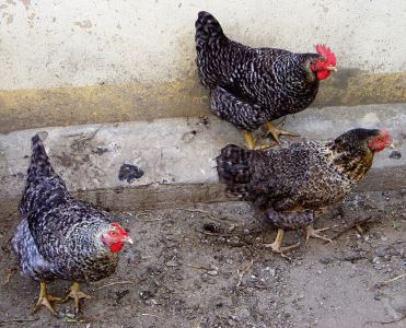 poultry farming, chicken care, chicken coop