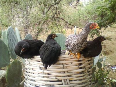 poultry farming, chicken care, chicken coop