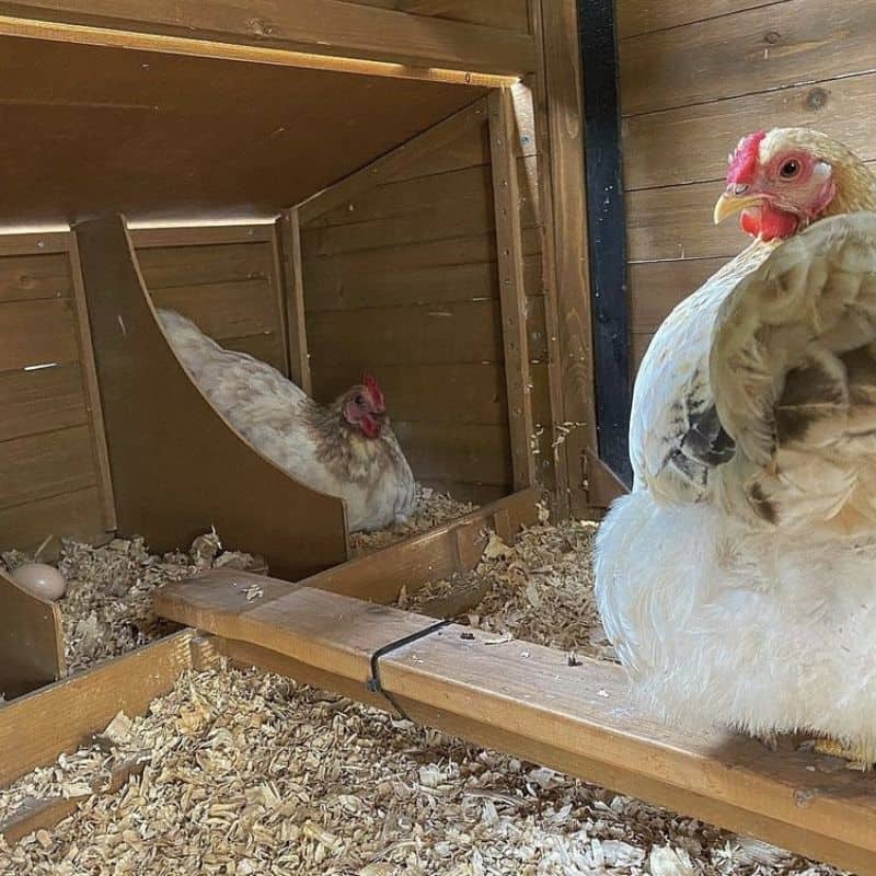 Training Your Chooks to Use Nesting Boxes